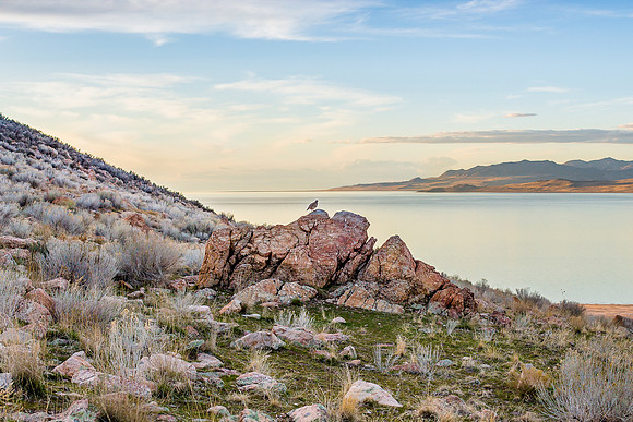 Beautiful Perch - Antelope Island, Utah