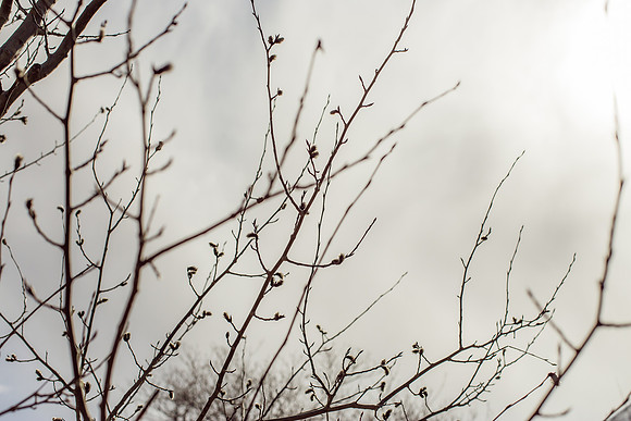 Salt Lake Branches